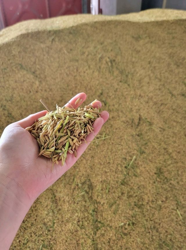 Up close with Sekinchan paddy fields