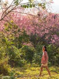 ซากุระเมืองไทย สวยไม่แพ้ที่ใดในโลก 
