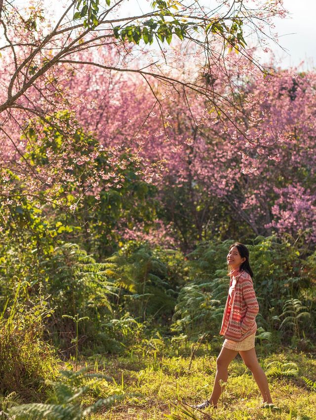 ซากุระเมืองไทย สวยไม่แพ้ที่ใดในโลก 