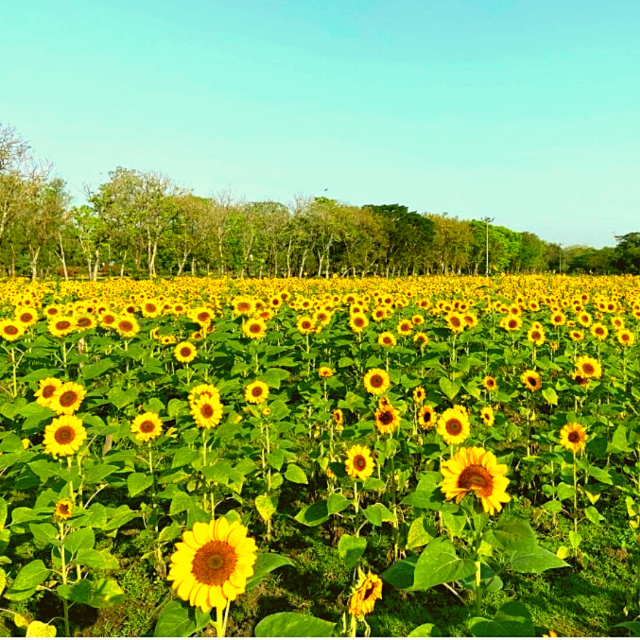 🌻เหลืองบานกลางกรุง