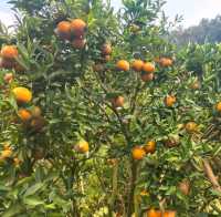 สวนส้มชไมพร🍊🍊