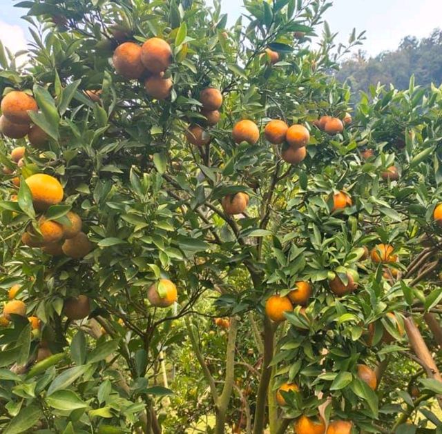 สวนส้มชไมพร🍊🍊