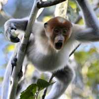 Monkey Business in Borneo 