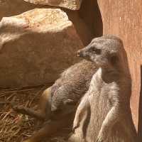 Zoo Safari in Fasano, beautiful experience 