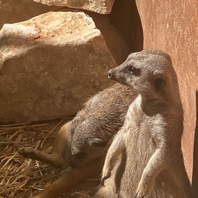 Zoo Safari in Fasano, beautiful experience 