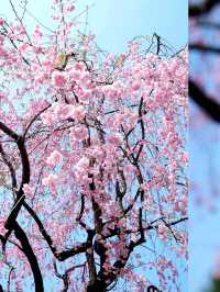 全東京最多櫻花樹的地標「上野恩賜公園」賞櫻打卡必去！