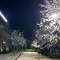 사람보다 벚꽃이 더 많은 공주 벚꽃 스팟모음🌸