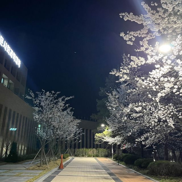 사람보다 벚꽃이 더 많은 공주 벚꽃 스팟모음🌸