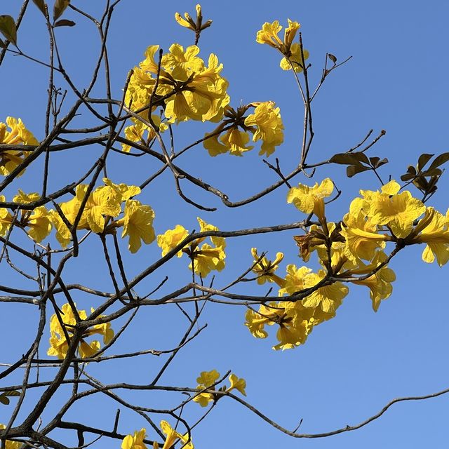 城市綠洲賞花