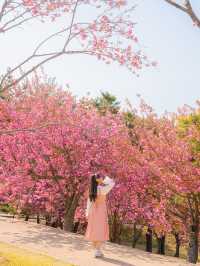 🌺현시각 국내에서 가장 핫한 사찰 [경주, 불국사]🌺