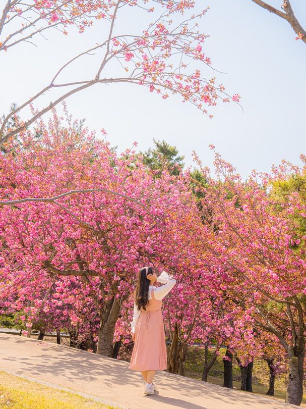 🌺현시각 국내에서 가장 핫한 사찰 [경주, 불국사]🌺