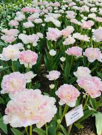 【ひたち海浜公園/ネモフィラ,菜の花,チューリップ】