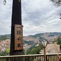【奈良】桜の名所吉野山