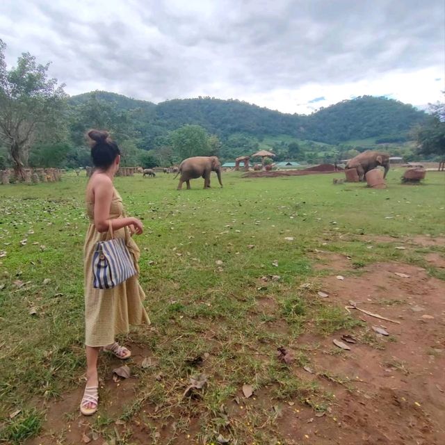 Elephant Nature Park ศูนย์อภิบาลช้าง 🐘