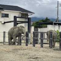 【親子景點】京都市動物園
