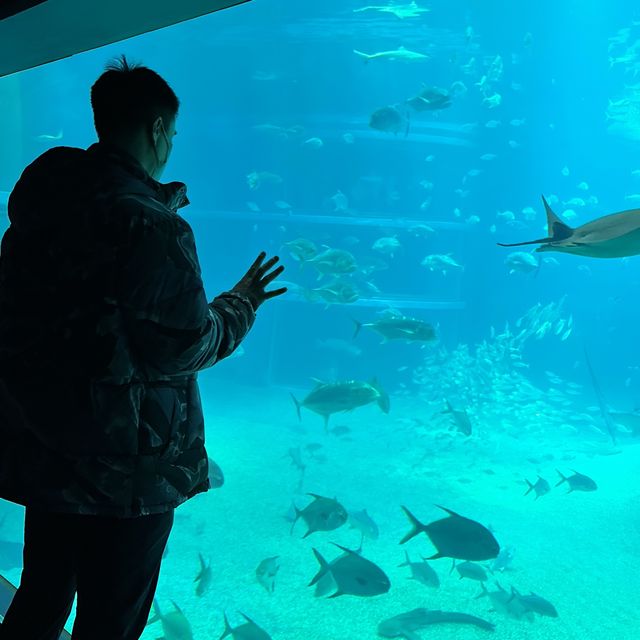 大阪🇯🇵海遊館半日遊