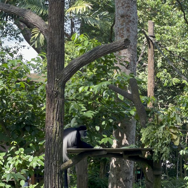 Singapore Zoo 