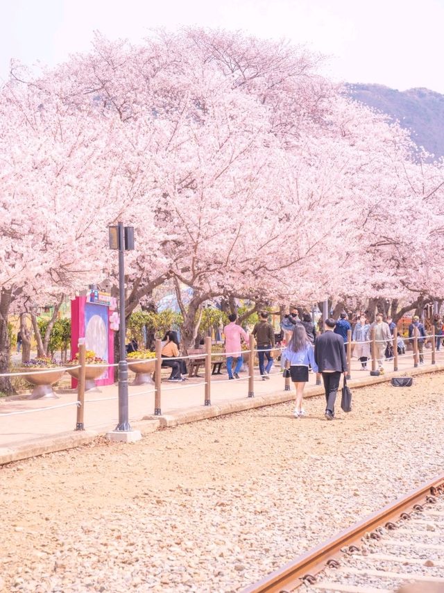 핑크빛 가득한 기차길 경화역