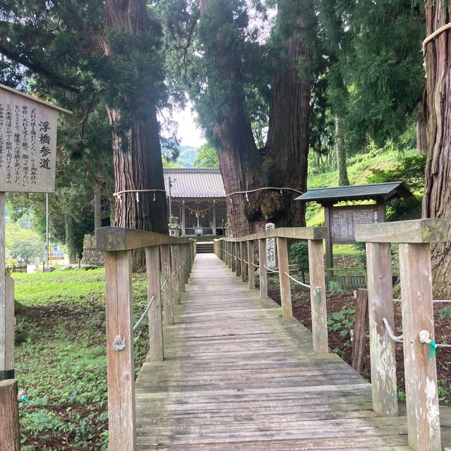 山中温泉　【栢野の大杉 (かやののおおすぎ)]