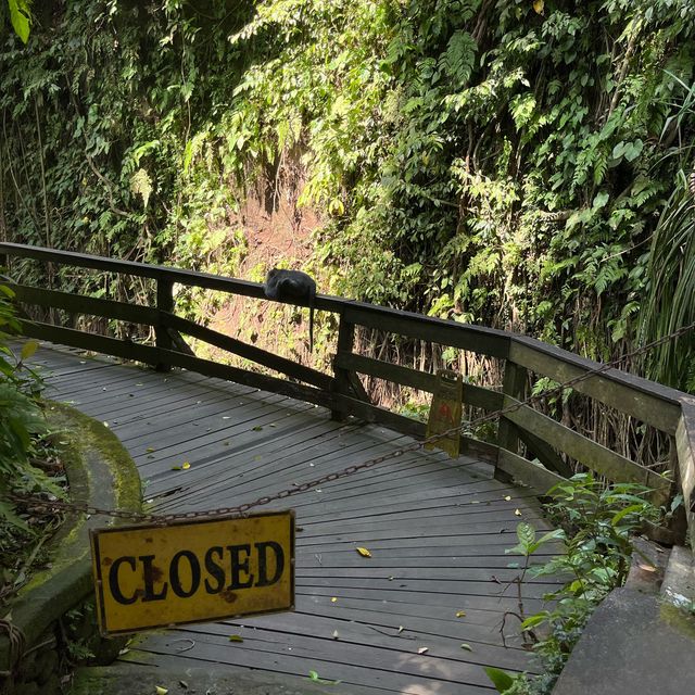 Monkeying Around in Ubud