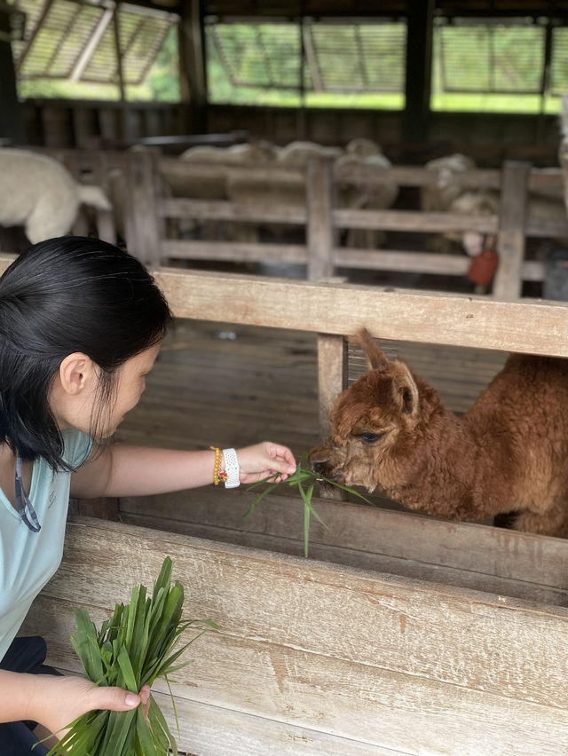 Up Close & Personal with Alpacas & More!