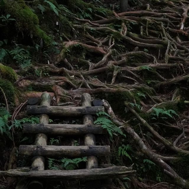 大自然的奇幻王國🔱屋久島 🌿🏞️🌊 