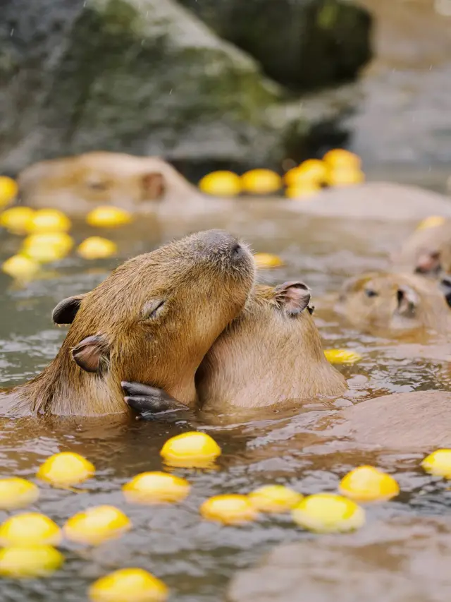 伊豆🇯🇵捕捉水豚君溫泉畫面| 伊豆仙人掌動物園