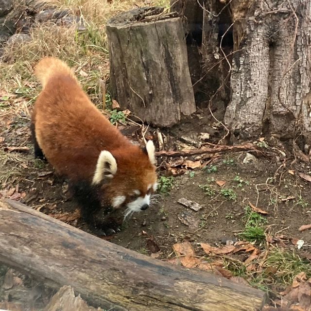 わかりやすい！大阪eco動物海洋専門学校　天王寺動物園