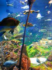 【全方位環繞主水槽的水族館】