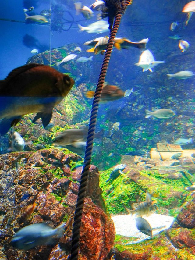 【全方位環繞主水槽的水族館】