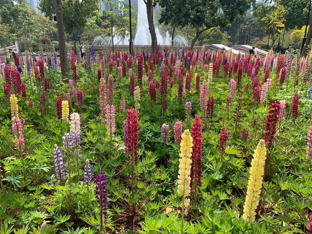 天水圍公園魯冰花花海