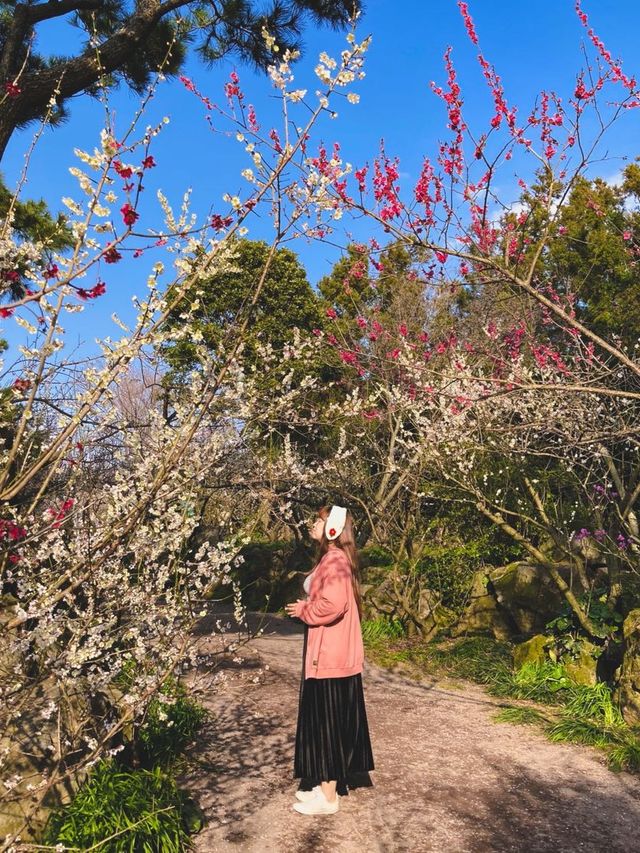 봄 제주 여행, 매화와 유채꽃을 한번에🌼