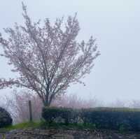 日本高松 紫雲出山賞櫻