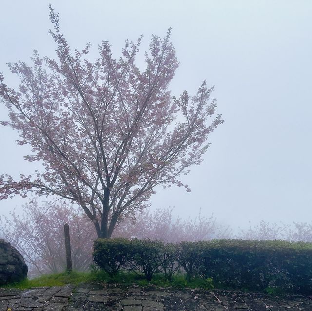 日本高松 紫雲出山賞櫻
