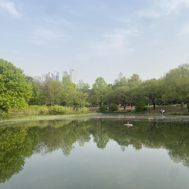 튤립🌷이 한가득 피어있는 “서울숲” 🌳