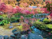 เที่ยวใบไม้เปลี่ยนสี เกียวโต วัดเอกันโดเซ็นริน 🍁⛩️