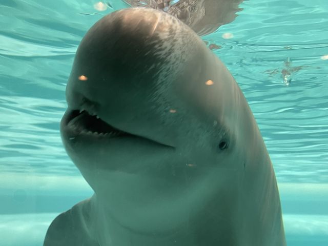 【福岡】国内2ヶ所！ラッコが見られる水族館🦦