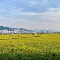 대저생태공원 유채꽃밭 🌼🌸