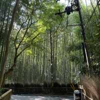 嵐山竹林の小径（ちくりんのこみち）京都の人気観光スポット