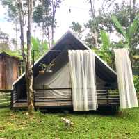 The Resort in the middle of the Jungle
