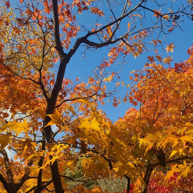 Autumn view of Naejangsan National Park 