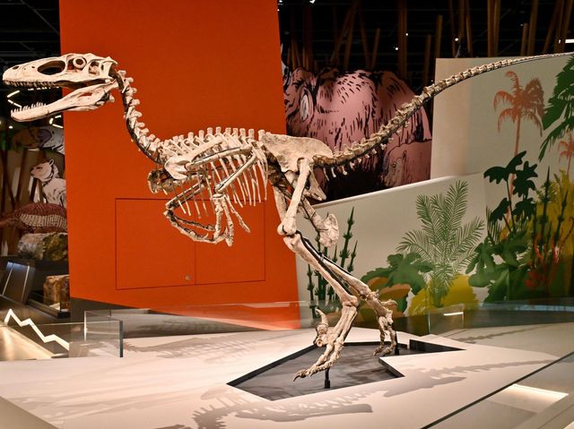 香港科學館古生物展廳「滅絕．新生」展覽展出珍貴動植物化石