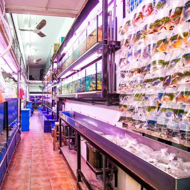 Vibrant GoldFish Market Street in Hong Kong