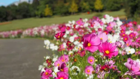 花の美しい芝生の綺麗な公園 — traveler post in 印西