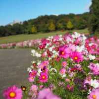 花の美しい芝生の綺麗な公園