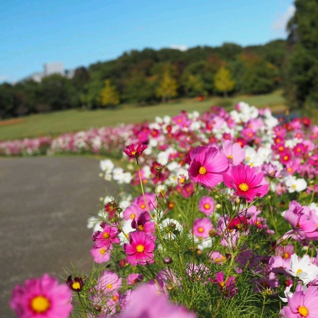 花の美しい芝生の綺麗な公園
