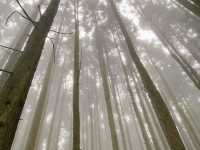 重慶仙女山國家森林公園