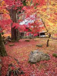 【4年ぶりの再開も！😳】滋賀県の紅葉スポットが絶景すぎる！🍁✨