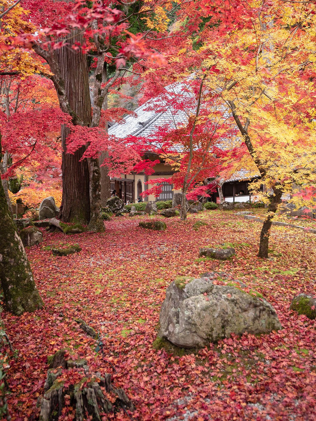 【4年ぶりの再開も！😳】滋賀県の紅葉スポットが絶景すぎる！🍁✨