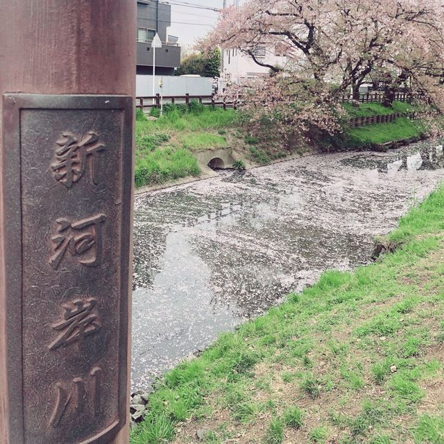 【東京近郊】川越新河岸川櫻並木，欣賞粉紅色的河川🌸